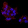 DDX39B Primary Antibody MP30866 [M2F5G7]