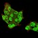DDX39B Primary Antibody MP30866 [M2F5G7]