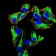 PRDM1 Primary Antibody MP30874 [M2F1B6]
