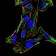 LRP1 Primary Antibody MP30876 [M1C8G6]