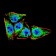 LRP1 Primary Antibody [M1F6C6]