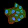 CBX2 Primary Antibody MP30881 [M4C11B10]