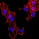 HIST2H4A(20Me) Primary Antibody MP30885 [M3E7H2]