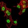 HIST2H4A(20Me) Primary Antibody MP30885 [M3E7H2]