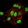 HIST2H4A(20Me) Primary Antibody MP30886 [M3E7D9]