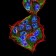 SK2 Primary Antibody MP30887 [M3C8D3]