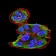 SK2 Primary Antibody MP30888 [M9C5E1]