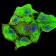 CK5 Primary Antibody MP30892 [M3D6D4]