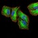 SIRT4 Primary Antibody MP30894 [M6A12D7]