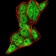DDX20 Primary Antibody MP30898 [M7B2B1]