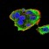 DDX20 Primary Antibody MP30899 [M1C9F6]