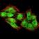 KDM4A Primary Antibody MP30903 [M6E10G4]
