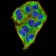 MECP2 Primary Antibody MP30905 [M8H4A5B9]