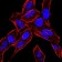 BMP4 Primary Antibody MP30912 [M3C11H8]