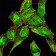 BMP4 Primary Antibody MP30912 [M3C11H8]