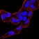 BMP4 Primary Antibody MP30913 [M3C11C7]