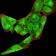 BMP4 Primary Antibody MP30913 [M3C11C7]