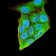 HOXA9 Primary Antibody MP30919 [M5C7C6]