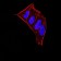 CBX5 Primary Antibody MP30923 [M1B10B2]