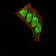 CBX5 Primary Antibody MP30923 [M1B10B2]