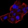 CBX5 Primary Antibody MP30924 [M3A11F8]