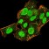 CBX5 Primary Antibody MP30924 [M3A11F8]