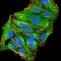 ATG13 Primary Antibody MP30927 [M3E4C8]