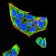 Rab5a Primary Antibody MP30928 [M3H5C11]