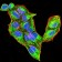 Rab5a Primary Antibody MP30929 [M2E8B11]