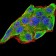 IL28A Primary Antibody MP30941 [M6H9E6]