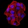 phospho-NLRC4(Ser-533) Primary Antibody MP30943 [M4B7B7]