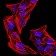 phospho-NLRC4(Ser-533) Primary Antibody MP30944 [M9A6A1]
