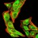 phospho-NLRC4(Ser-533) Primary Antibody MP30944 [M9A6A1]