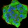 KPNA2 Primary Antibody MP30947 [M1E8B7]