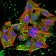 JARID2 Primary Antibody MP30948 [M7H1B3]