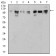 ULK2 Primary Antibody MP30951 [M2H4B2]