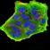 GFPT1 Primary Antibody MP30953 [M1F1A4]