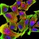 TH Primary Antibody MP30957 [M1B8D2]