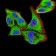 YWHAB Primary Antibody MP30960 [M3D2E10]