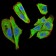 TBCC Primary Antibody MP30962 [M7G6H1]