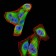 CFHR5 Primary Antibody MP30966 [M3E1E10]