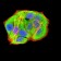 RAD21 Primary Antibody MP30969 [M1B6D1]