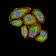 VEGFA Primary Antibody MP30971 [M6G5B5]