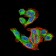 VEGFA Primary Antibody MP30971 [M6G5B5]