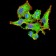 VEGFA Primary Antibody MP30971 [M6G5B5]