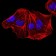 ALDH6A1 Primary Antibody MP30975 [M6H9B7]
