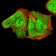 ALDH6A1 Primary Antibody MP30975 [M6H9B7]