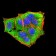 MAP2K3 Primary Antibody MP30978 [M2E12D11]