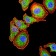 SERPINA1 Primary Antibody MP30982 [M5D1D2]