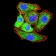 Tlr2 Primary Antibody MP30985 [M7G5F4]